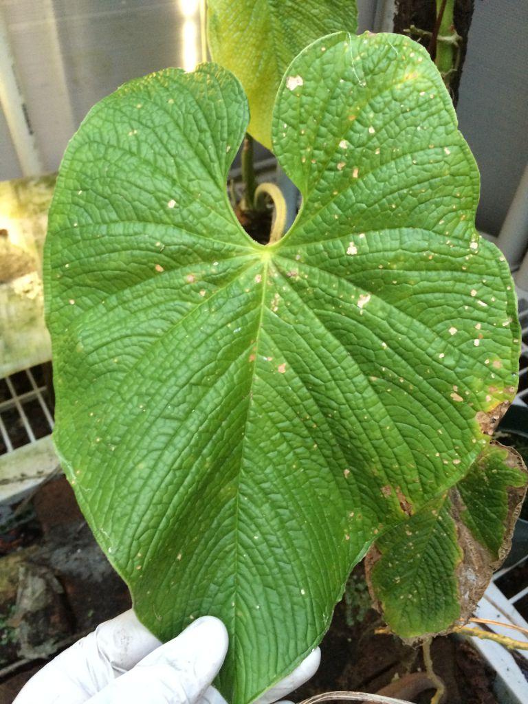 Anthurium corrugatum