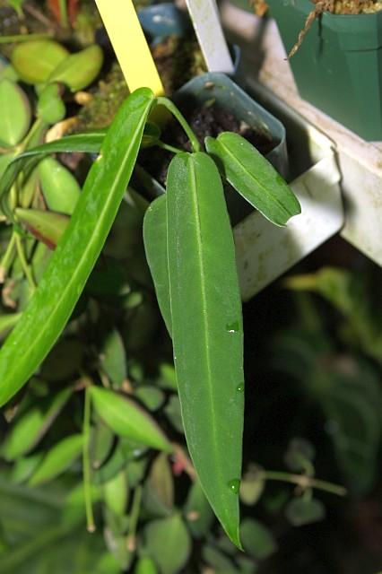 Anthurium pallidiflorum