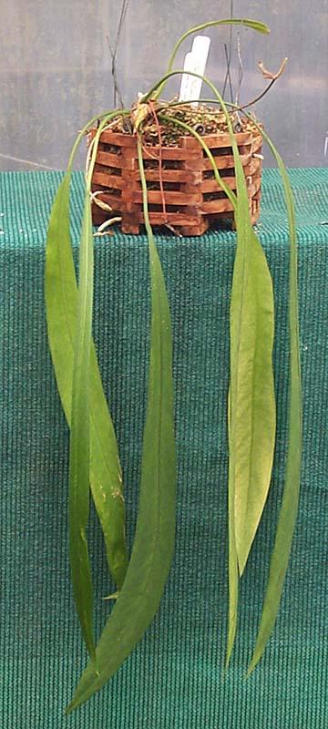 Anthurium vittariifolium