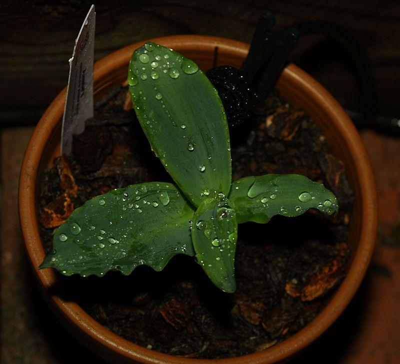 Veltheimia capensis