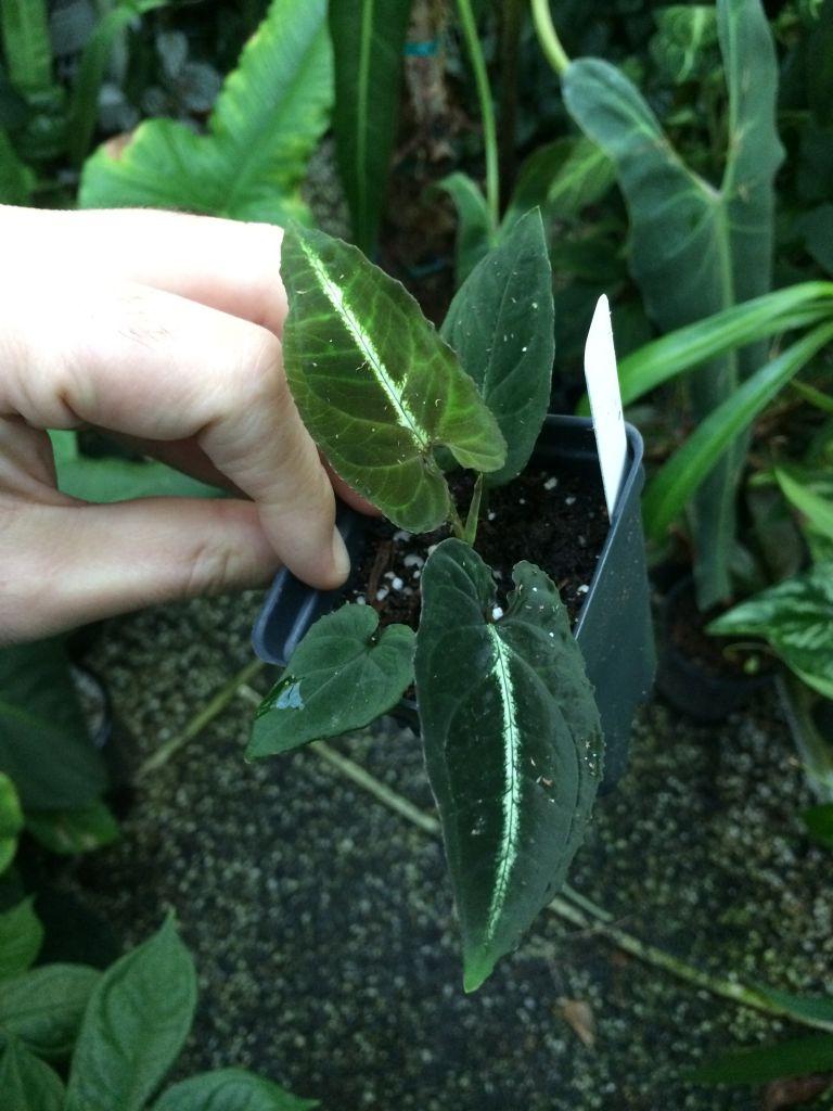 Syngonium rayi