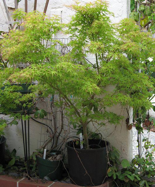 Acer palmatum Kamagata