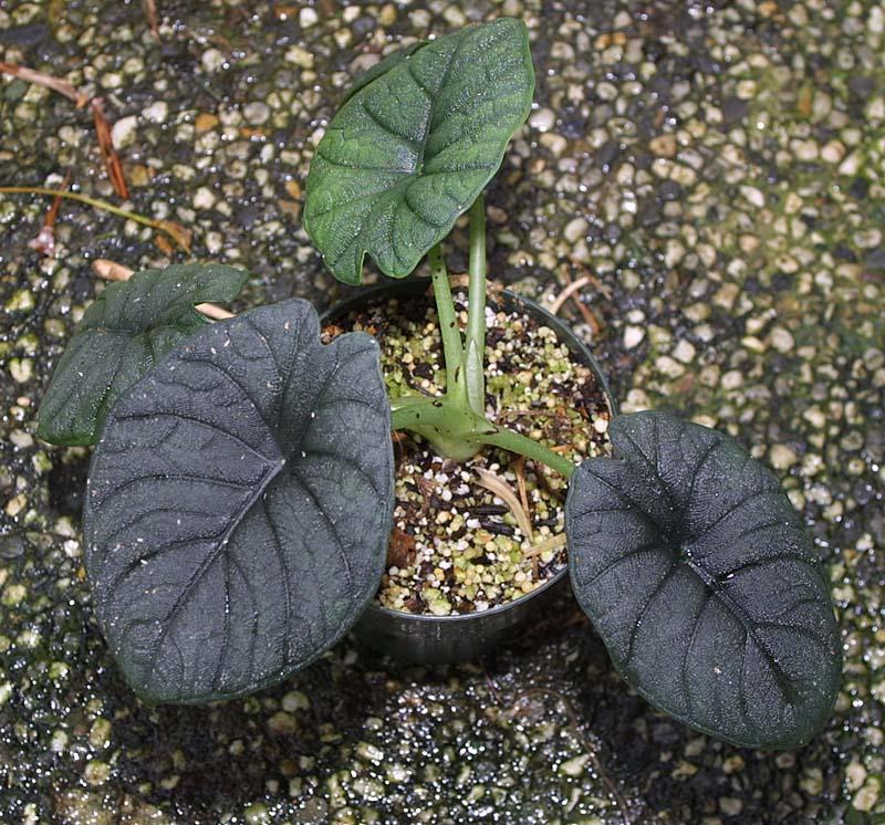 Alocasia rugosa