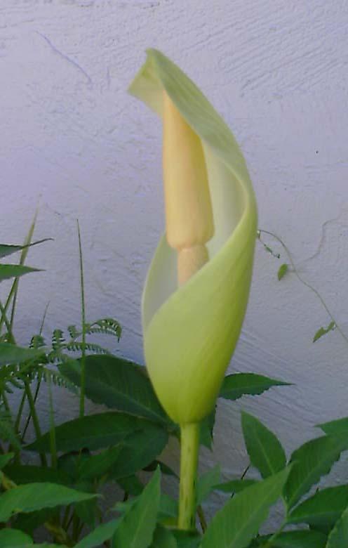 Amorphophallus krausei