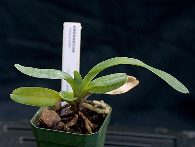 Angraecum sesquipedale