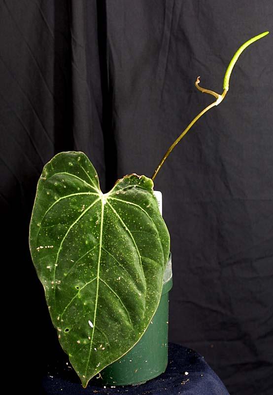 Anthurium papillilaminum