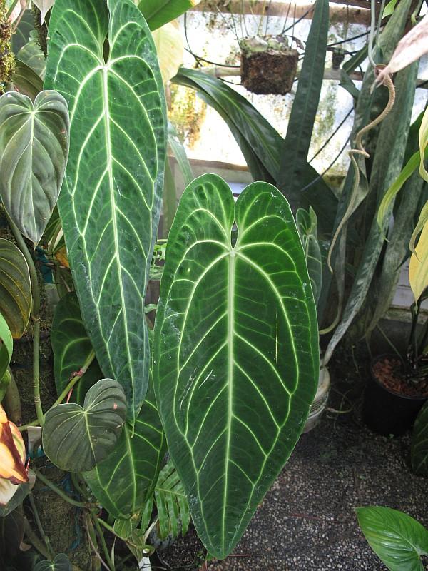 Anthurium warocqueanum