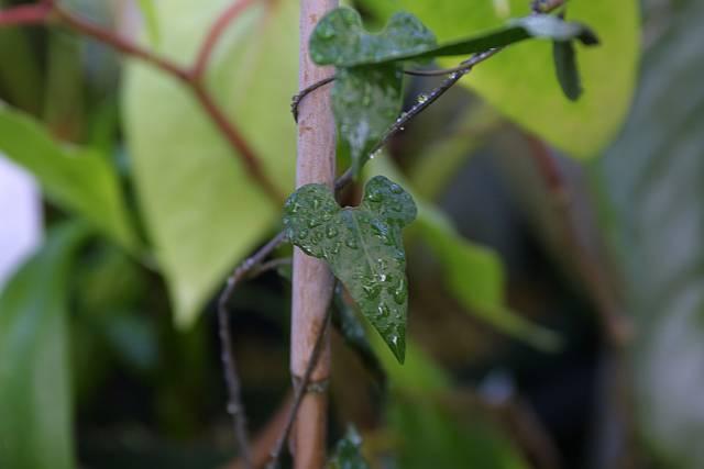 Aristolochia albida