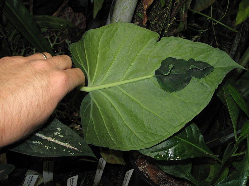Xanthosoma atrovirens appendiculatum