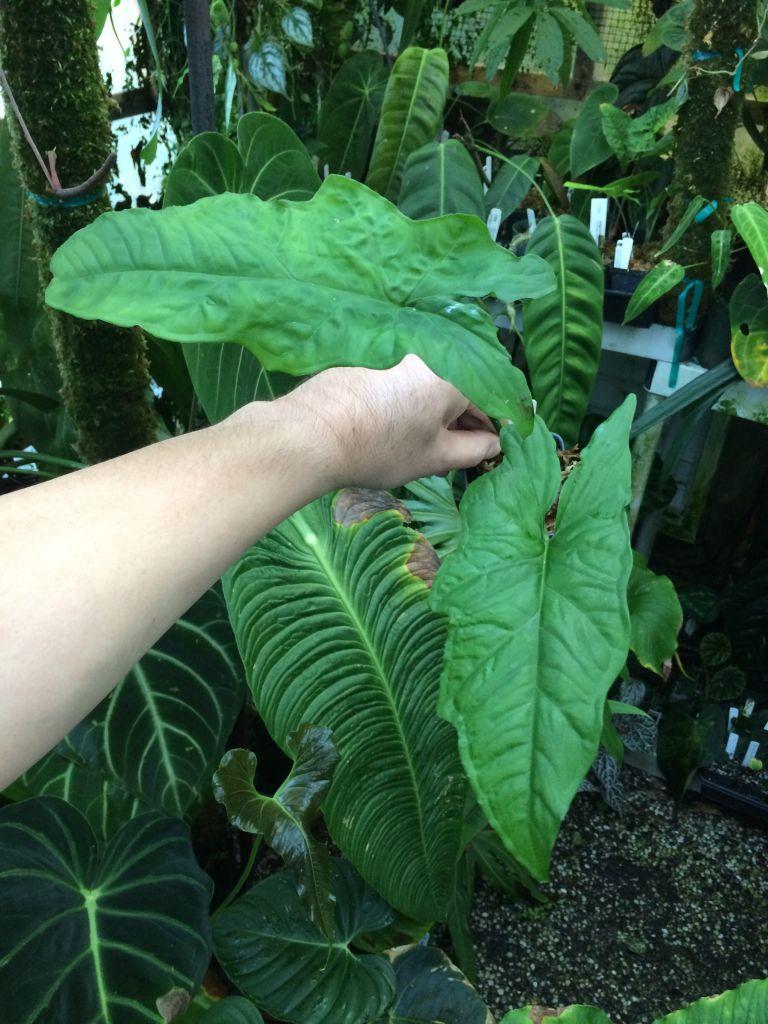 Syngonium steyermarkii