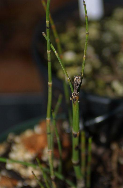 Equisetum giganteum El Tabacal