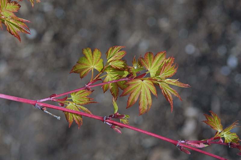 Acer palmatum Sango Kaku