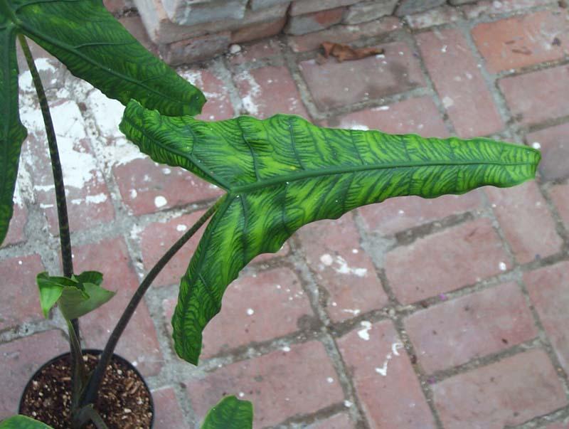 Alocasia zebrina reticulata
