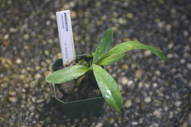 Angraecum sesquipedale
