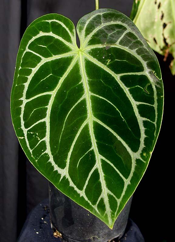 Anthurium crystallinum