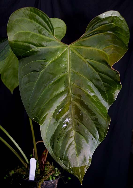 Anthurium papillilaminum