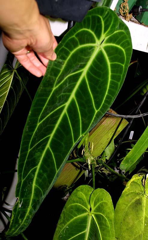 Anthurium warocqueanum
