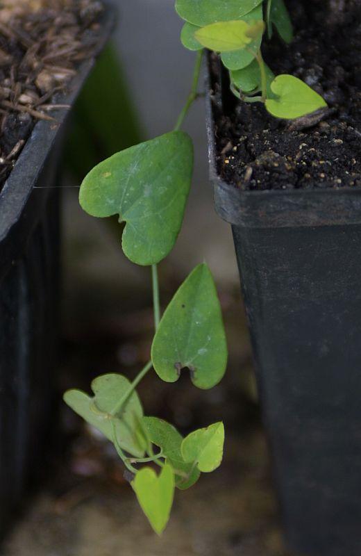 Aristolochia baetica