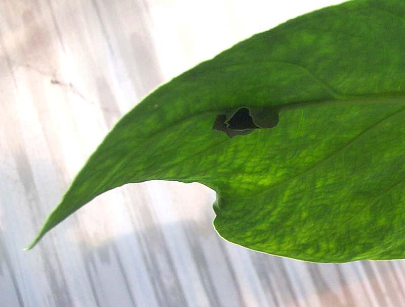 Xanthosoma atrovirens appendiculatum