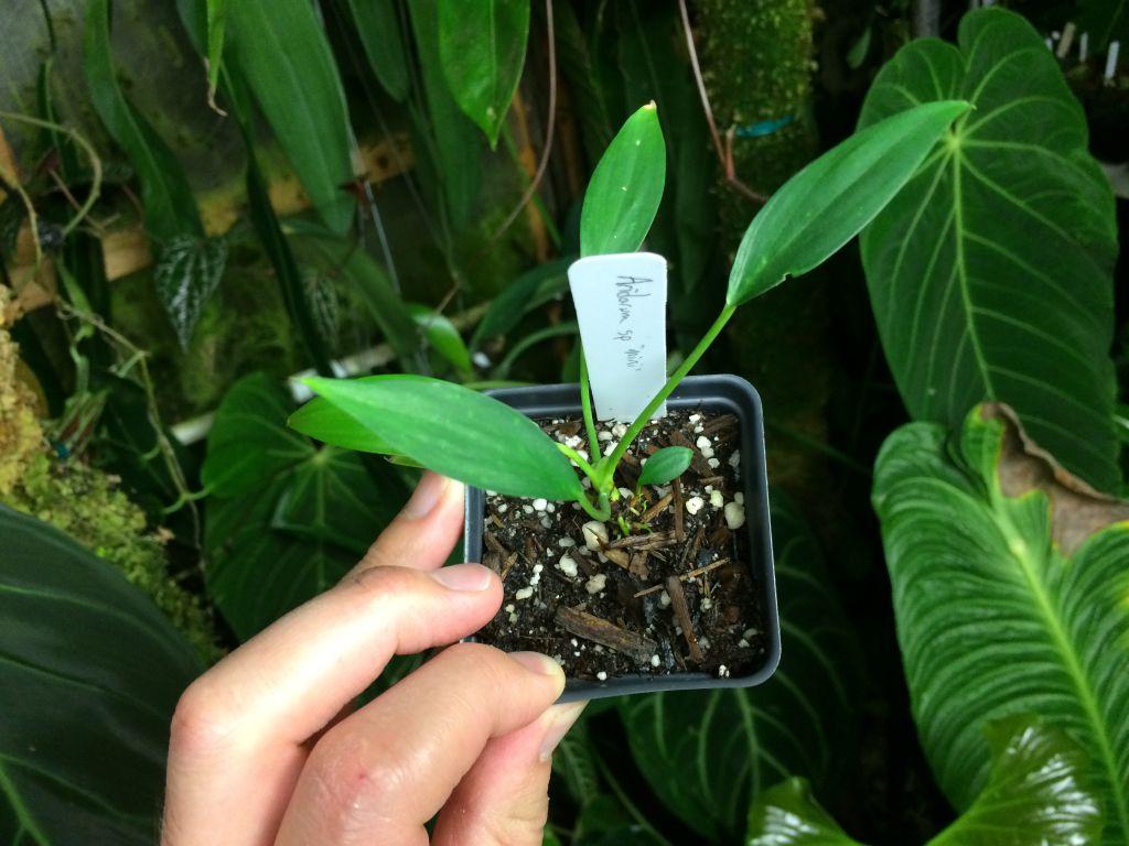 Aridarum sp Mini