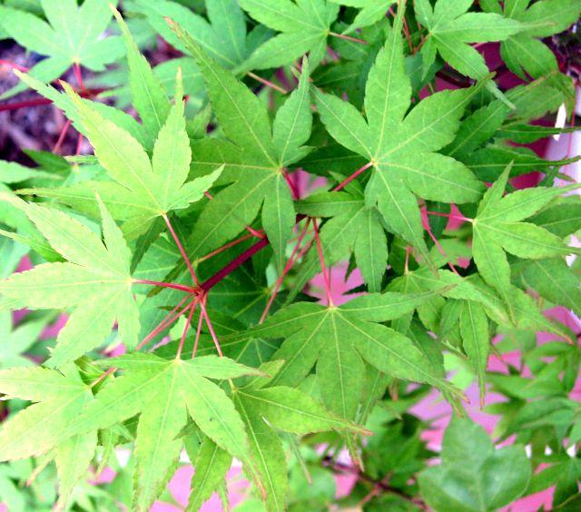 Acer palmatum Sekka Yatsubusa