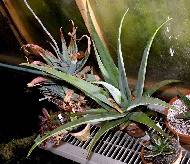 Aloe barbadensis