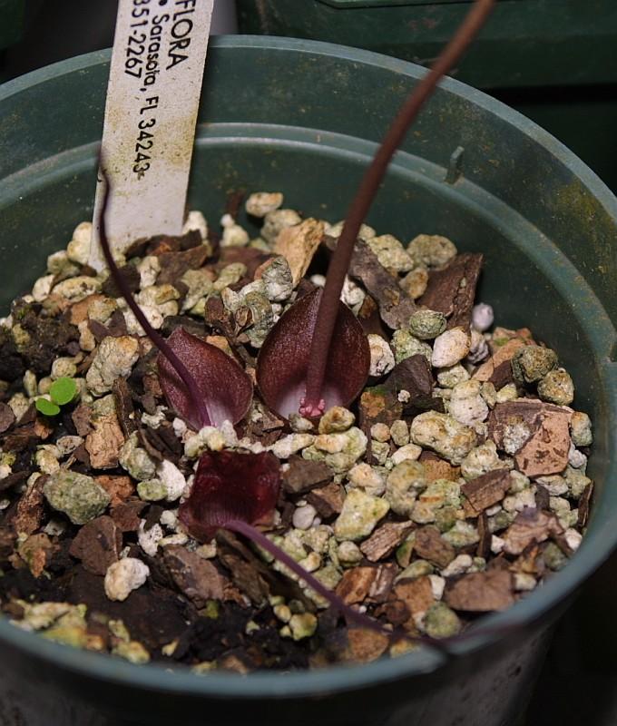 Amorphophallus obscurus