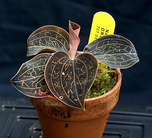 Anoectochilus chapaensis