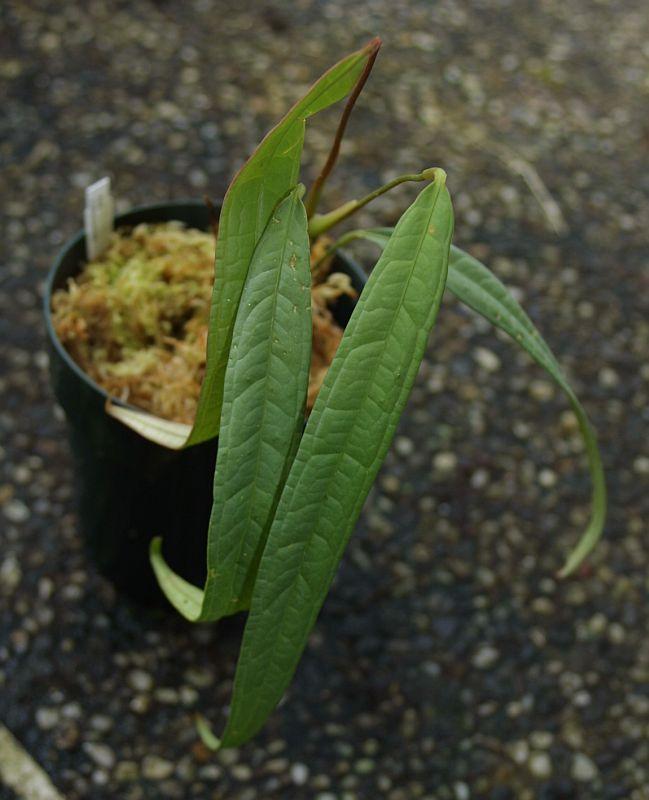 Anthurium cutucuense