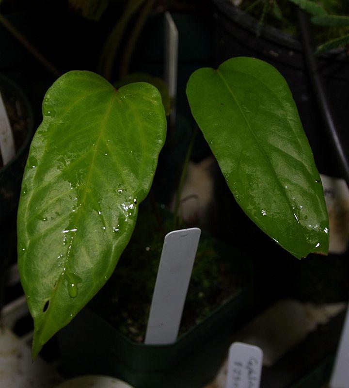 Anthurium pedatum