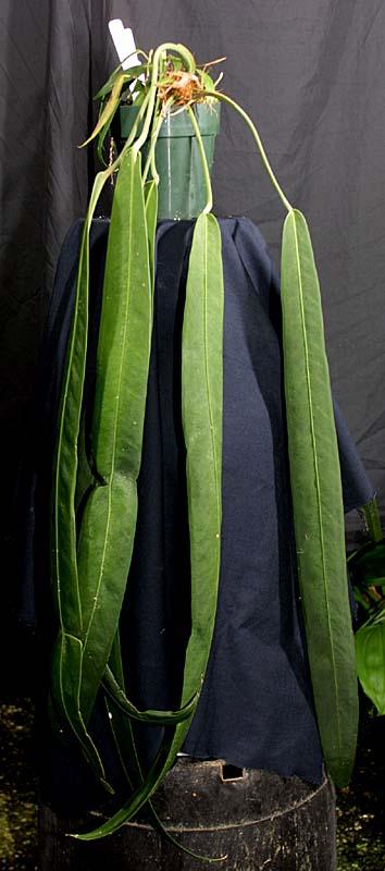 Anthurium wendlingeri