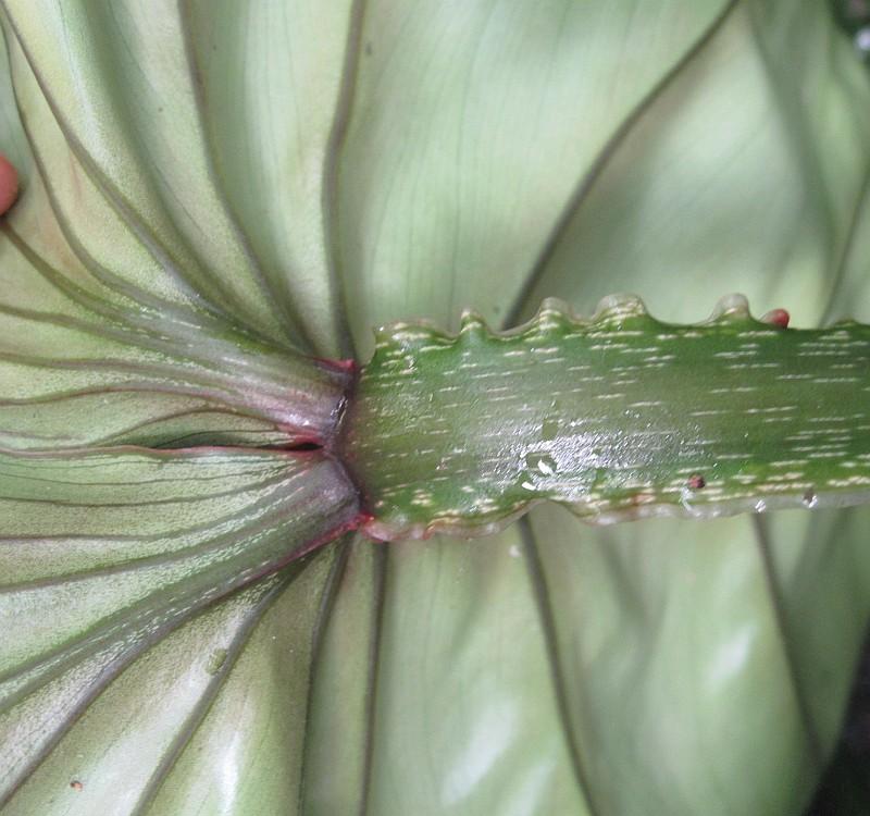 Philodendron plowmanii