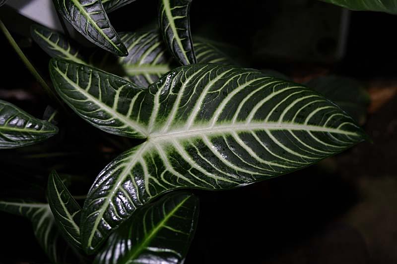 Xanthosoma lindenii Magnificum