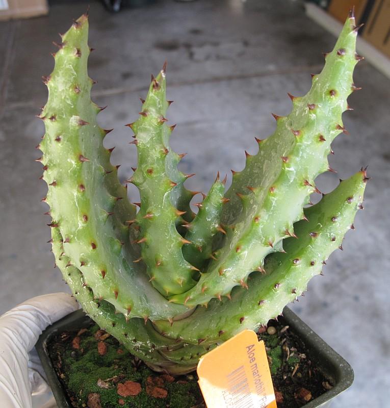 Aloe marlothii