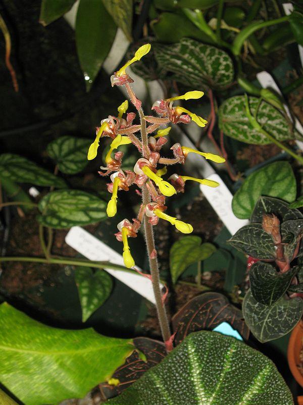 Anoectochilus chapaensis