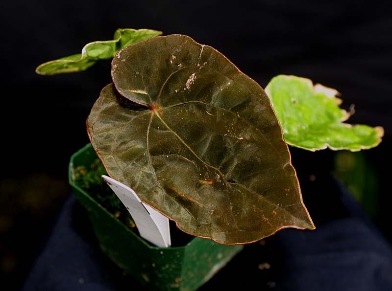 Anthurium dressleri