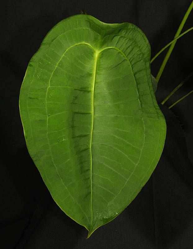 Anthurium peltigerum