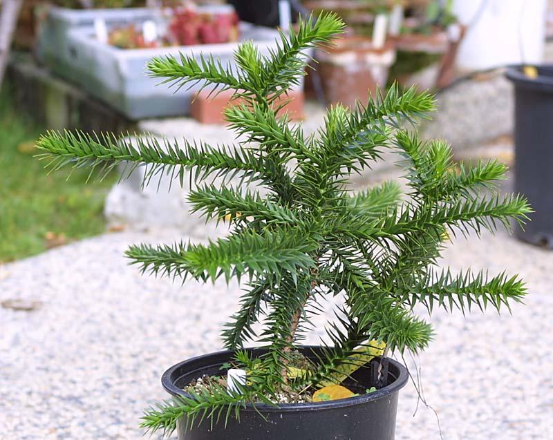 Araucaria araucana