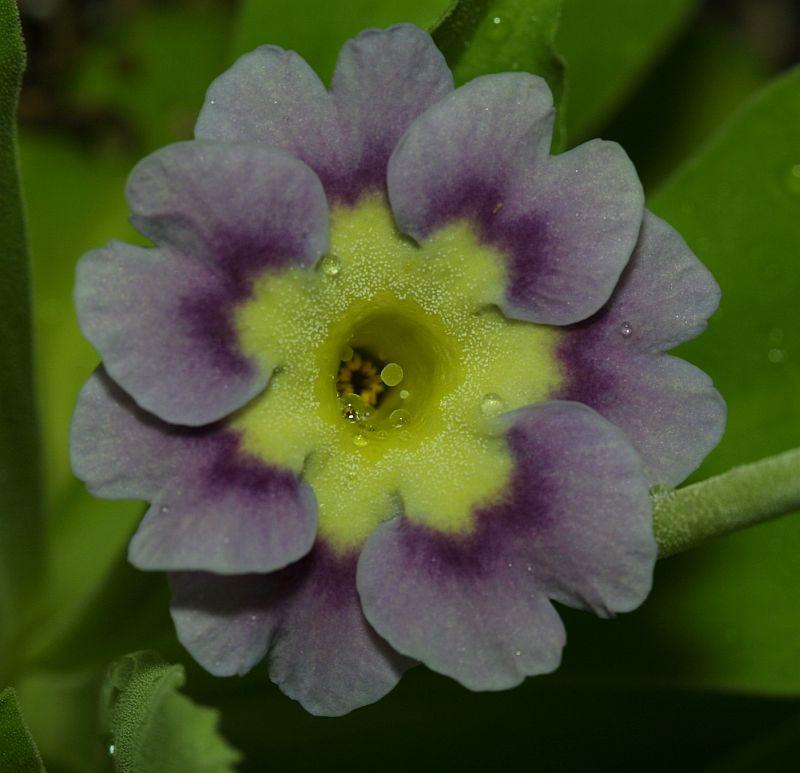 Primula auricula HB #4