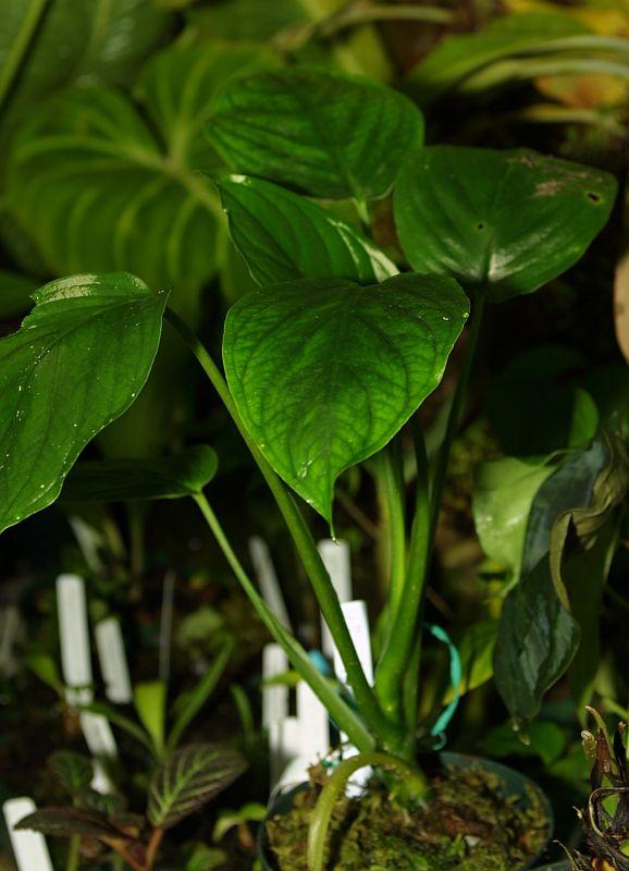 Xanthosoma viviparum