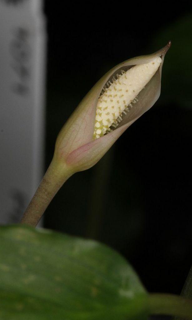 Piptospatha sp 'Tanjung Lolo' (Sumatra)