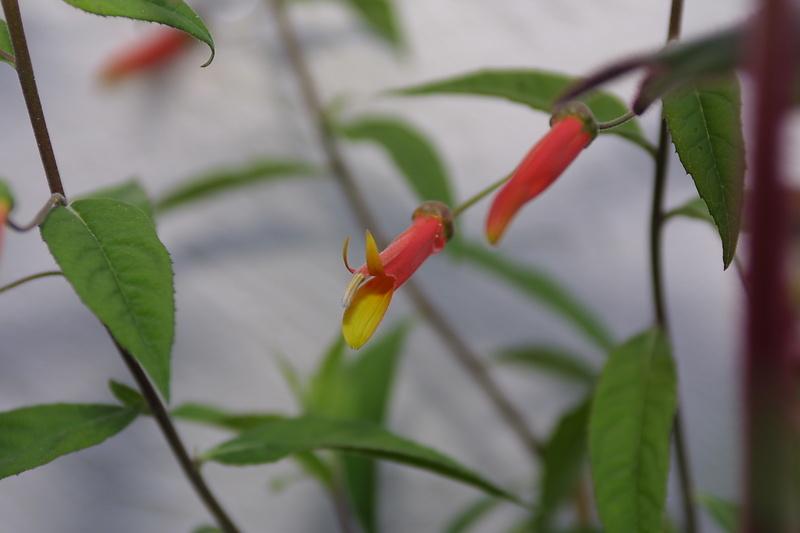 Lobelia sp. Candy Corn