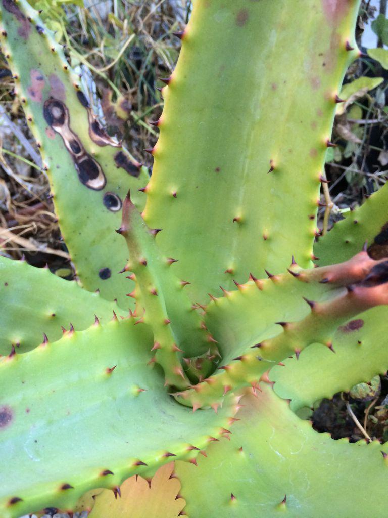 Aloe marlothii