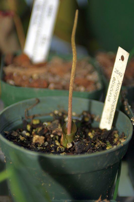 Amorphophallus obscurus
