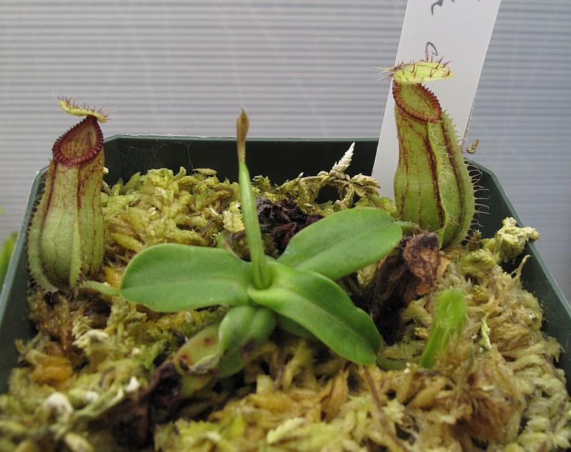 Nepenthes hamata