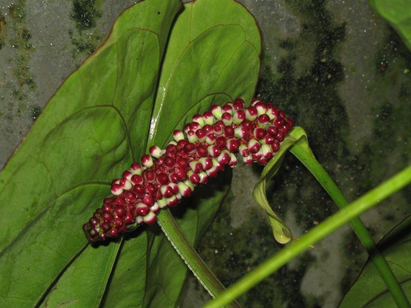 Anthurium dressleri