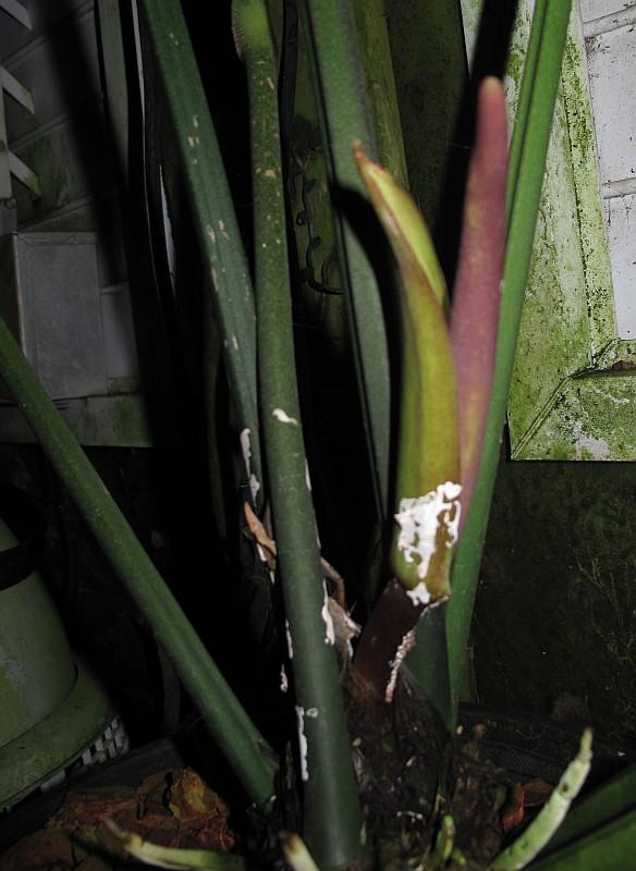 Anthurium plowmanii