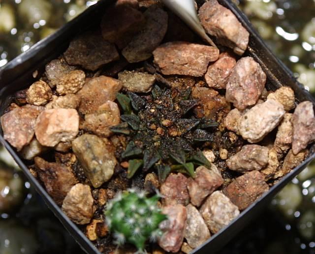 Ariocarpus kotschoubeyanus