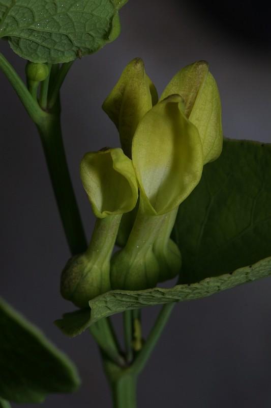 Aristolochia clematis