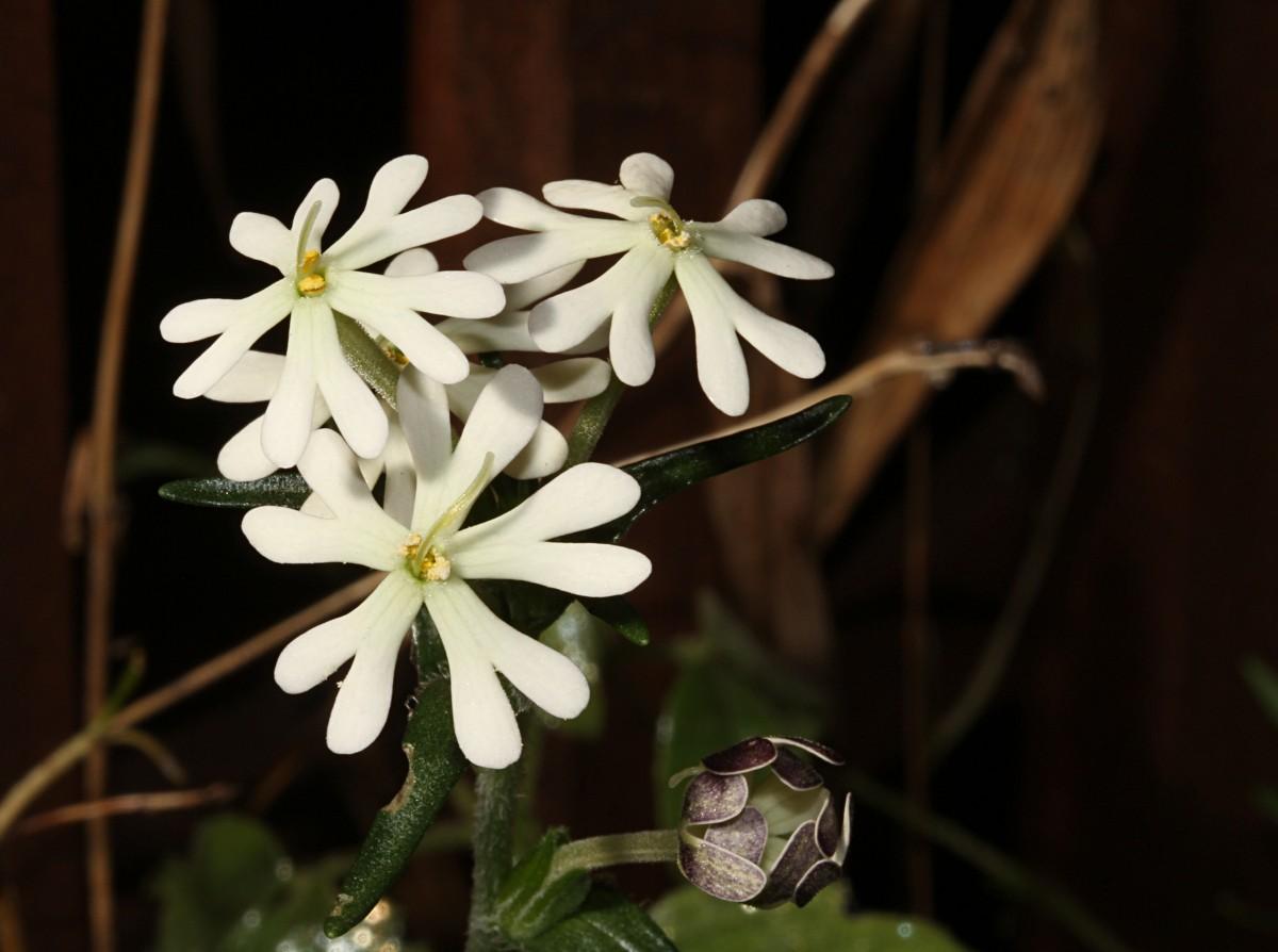 Zaluzianskya capensis